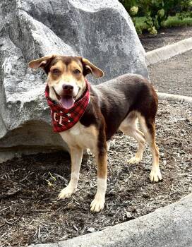 Hank -  Chiweenie Dog for Adoption in Maryville, Tennessee - Hank | PetCurious