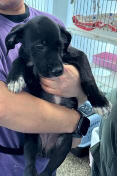 Arrow -  Mixed Breed Dog for Adoption in Columbia, Tennessee - Arrow | PetCurious