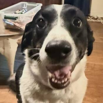 Dolly -  Border Collie and Mixed Breed Dog for Adoption in St. Peters, Missouri - Dolly | PetCurious