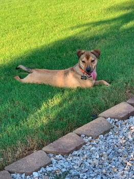 Samuel -  Retriever Dog for Adoption in Douglas, Massachusetts - Samuel | PetCurious