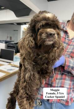 Maggie -  Cocker Spaniel Dog for Adoption in Blue Springs, Missouri - Maggie | PetCurious