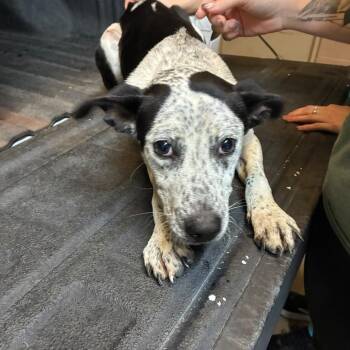 Cookie -  Mixed Breed Dog for Adoption in Gadsden, Alabama - Cookie | PetCurious