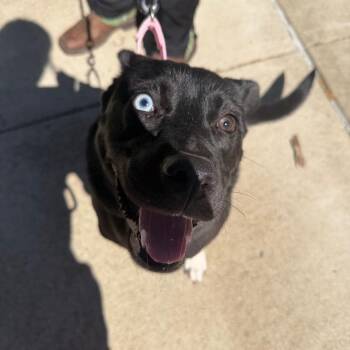 Husky and Mixed Breed Dogs Available for Adoption in Zanesville, Ohio - Annabelle | PetCurious