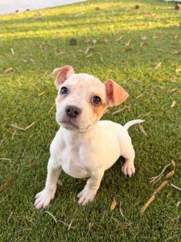 Australian Cattle Dog Blue Heeler and French Bulldog Dogs Available for Adoption in Henderson, Nevada - Joey | PetCurious