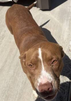 Pit Bull Terrier Dogs Available for Adoption in Chester, South Carolina - COCO | PetCurious