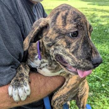 Hound and Labrador Retriever Dogs Available for Adoption in Milner, Georgia - Cliff | PetCurious