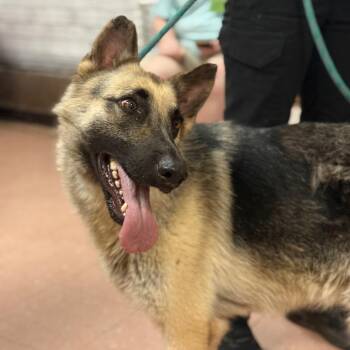 Maggie -  German Shepherd Dog Dog for Adoption in Fort Smith, Arkansas - Maggie | PetCurious