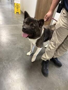DING -  Akita Dog for Adoption in Brunswick, Georgia - DING | PetCurious