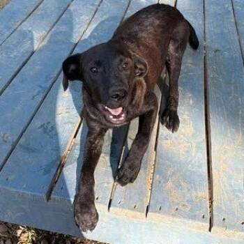 Vernand -  Labrador Retriever and Mixed Breed Dog for Adoption - Vernand | PetCurious