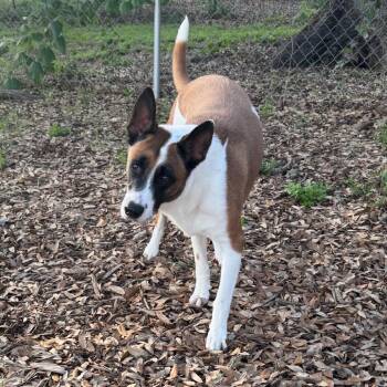 Cattle Dog and Mixed Breed Dogs Available for Adoption in Wimberley, Texas - Tokyo | PetCurious