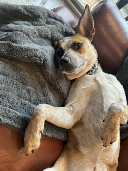 Cattle Dog and Australian Cattle Dog Blue Heeler Dogs Available for Adoption - Buca  | PetCurious