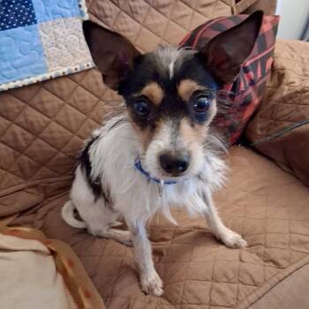 Rat Terrier Dogs Available for Adoption in Fullerton, Pennsylvania - Aero | PetCurious