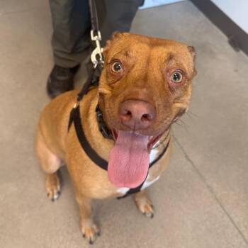 Kona -  Mixed Breed Dog for Adoption in Sand Springs, Oklahoma - Kona | PetCurious