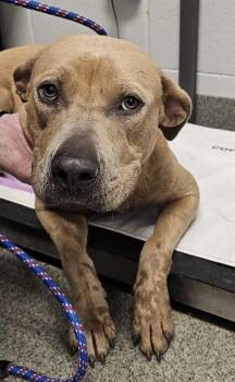 MAVIS -  Pit Bull Terrier and Mixed Breed Dog for Adoption - MAVIS | PetCurious
