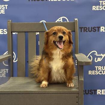 BRULEE -  Cardigan Welsh Corgi Dog for Adoption in Waterford, New Jersey - BRULEE | PetCurious