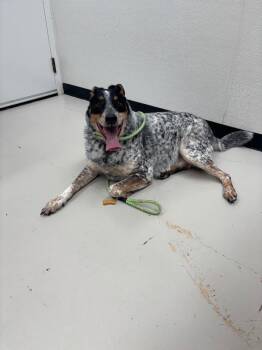 Boomer -  Australian Cattle Dog Blue Heeler and Hound Dog for Adoption in Findlay, Ohio - Boomer | PetCurious