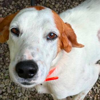 Boone -  American Foxhound and Mixed Breed Dog for Adoption in Mooresville, North Carolina - Boone | PetCurious