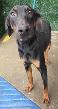German Pinscher and Mixed Breed Dogs Available for Adoption - 60153635 | PetCurious