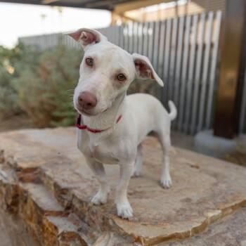 Sassy -  Chihuahua and Mixed Breed Dog for Adoption in Palm Springs, California - Sassy | PetCurious