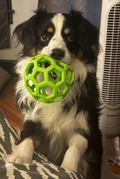 Mr. sMARTY Pants, aka "Marty" -  Australian Shepherd Dog for Adoption in Collegeville, Pennsylvania - Mr. SMARTY Pants, Aka "Marty" | PetCurious