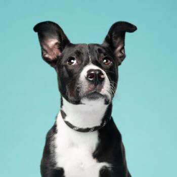 Roxxie -  Mixed Breed Dog for Adoption in Atlanta, Georgia - Roxxie | PetCurious