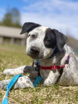 Australian Cattle Dog Blue Heeler Dogs Available for Adoption in Cornwall, Connecticut - Richard | PetCurious