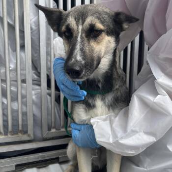Amelia Ann -  Shepherd and Husky Dog for Adoption in Edinburg, Texas - Amelia Ann | PetCurious