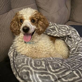 Poodle and Mixed Breed Dogs Available for Adoption - Hubert | PetCurious