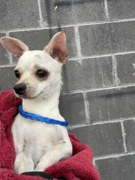 61776154 -  Chihuahua and Mixed Breed Dog for Adoption in El Paso, Texas - 61776154 | PetCurious