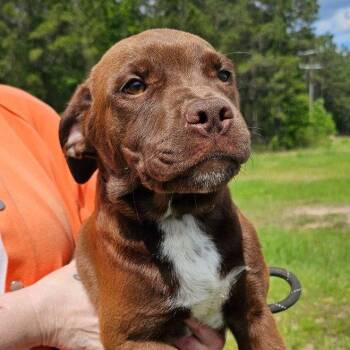 Labrador Retriever and Terrier Dogs Available for Adoption in Bloomfield, Connecticut - Stella | PetCurious