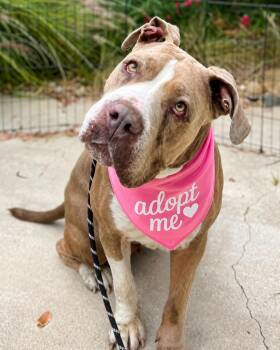 Giuliana (aka Squishy Biscuit) - Droopy Love -  Mastiff and Pit Bull Terrier Dog for Adoption in Los Angeles, California - Giuliana (aka Squishy Biscuit) - Droopy Love | PetCurious