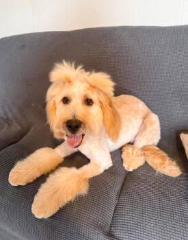 Goldendoodle Dogs Available for Adoption in Shawnee, Oklahoma - Barbie | PetCurious