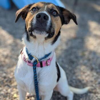 Mixed Breed Dogs Available for Adoption in West Olive, Michigan - Joalah | PetCurious