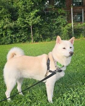 Yuki (Max) -  Mixed Breed Dog for Adoption in Montreal, Quebec - Yuki (Max) | PetCurious