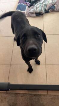 Lola-Bunny -  Labrador Retriever Dog for Adoption in Mesa, Arizona - Lola-Bunny | PetCurious