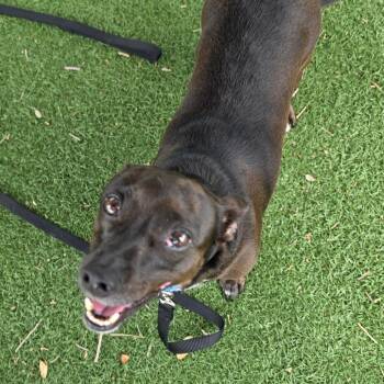 Ella -  Mixed Breed Dog for Adoption - Ella | PetCurious