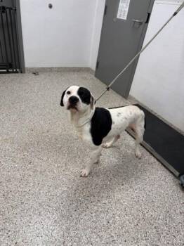 Terrier and Mixed Breed Dogs Available for Adoption - Oreo | PetCurious