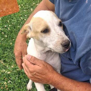Stella -  Hound Dog for Adoption in Albany, New York - Stella | PetCurious