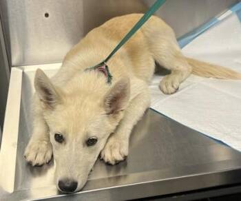 Shakira -  Shepherd and Mixed Breed Dog for Adoption in Fresno, California - Shakira | PetCurious
