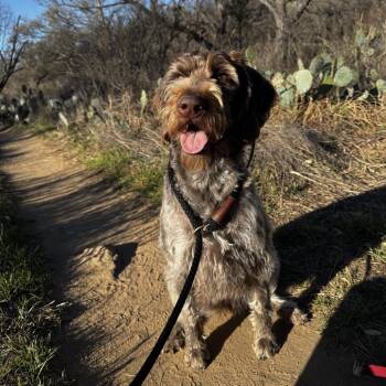 German Wirehaired Pointer Dogs Available for Adoption in Hearne, Texas - Wolfie | PetCurious