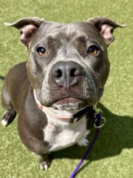 Mixed Breed Dogs Available for Adoption in Wichita, Kansas - Ella | PetCurious