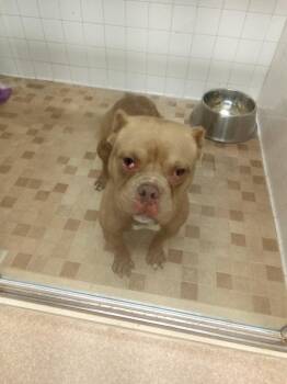 Porkchop -  American Bulldog and Pit Bull Terrier Dog for Adoption - Porkchop | PetCurious
