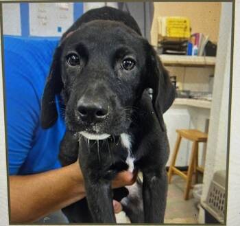 Rescue Black Labrador Retriever Dogs for Adoption in Jenkintown, Pennsylvania - Batman | PetCurious