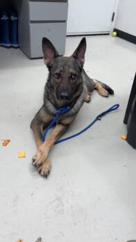 Britt -  German Shepherd Dog Dog for Adoption in Findlay, Ohio - Britt | PetCurious