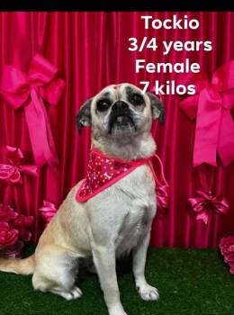 Pug and Chihuahua Dogs Available for Adoption in Durango, Colorado - Tockio | PetCurious
