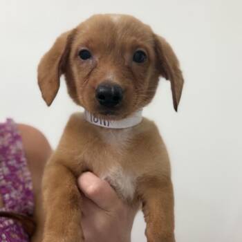 Sir Loin -  Dachshund and Mixed Breed Dog for Adoption in Baton Rouge, Louisiana - Sir Loin | PetCurious