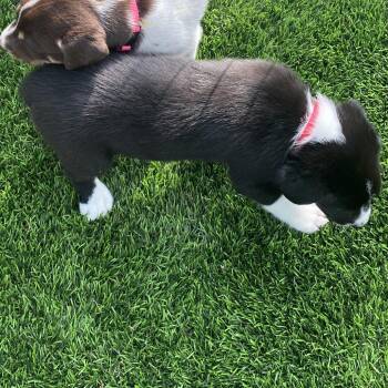 Labrador Retriever Dogs Available for Adoption in Austin, Texas - Mickey | PetCurious