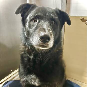 GOLIATH -  Akita and Labrador Retriever Dog for Adoption in Weatherford, Texas - GOLIATH | PetCurious