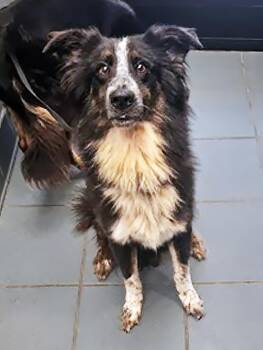 Segundo -  Mixed Breed Dog for Adoption in Nashville, Tennessee - Segundo | PetCurious