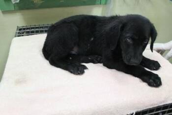 Labrador Retriever and Mixed Breed Dogs Available for Adoption in Picayune, Mississippi - Astro | PetCurious